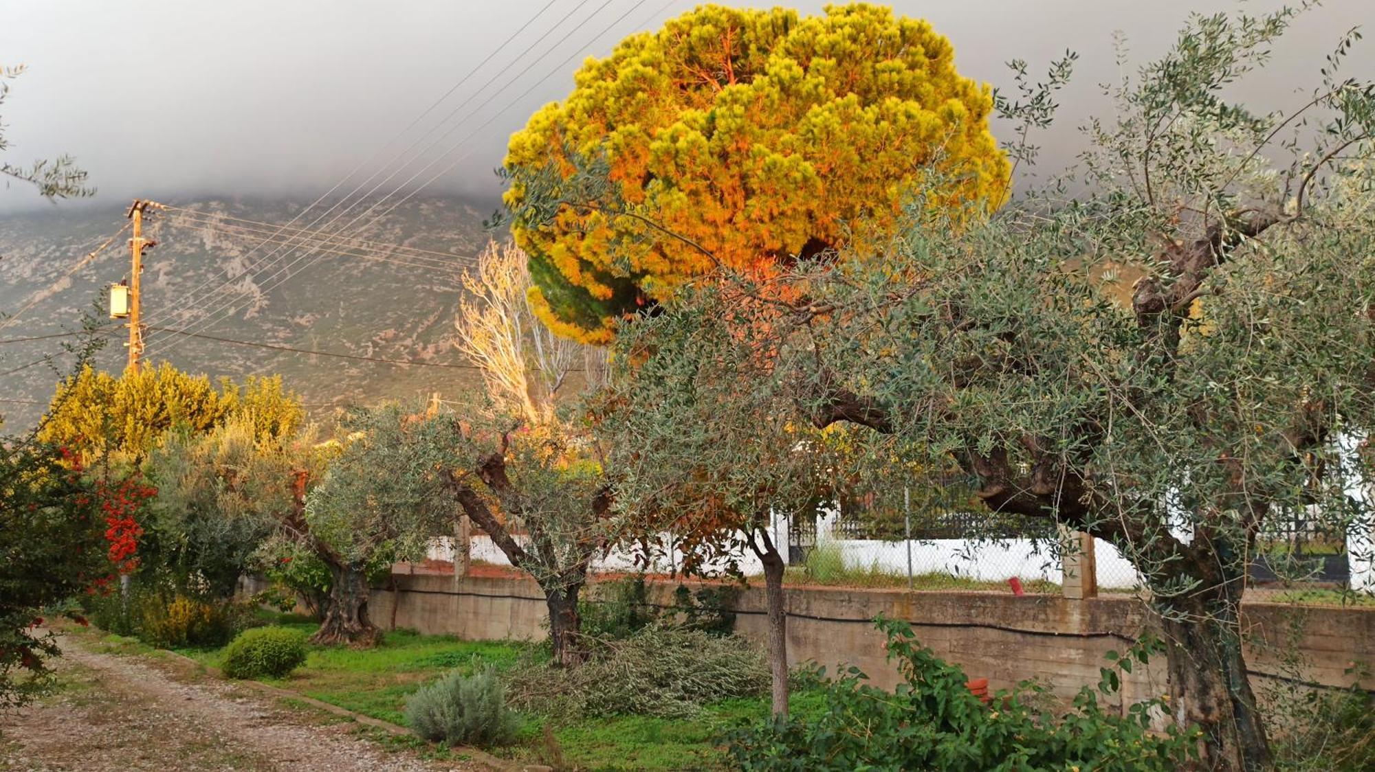 Nafpaktos Cottage By The Sea For Travelers And Dreamers! Zewnętrze zdjęcie
